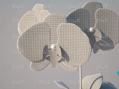 Pink Orchid 3D model