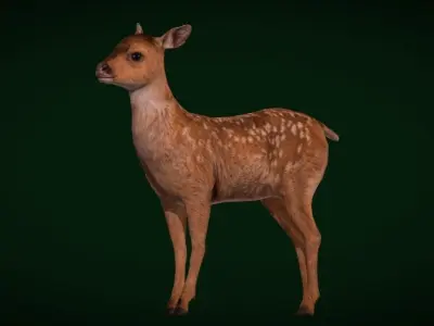 Fawn Sitka Blacktail Deer Low-poly 3D model