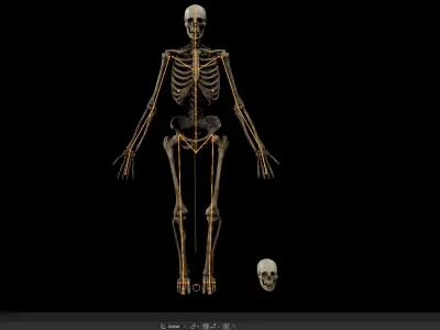 Next Gen Skeleton Real Time Game Ready Animated Low-poly 3D model