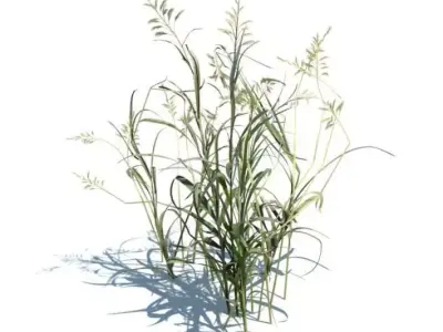 Ornamental Aquatic Grass 3D model