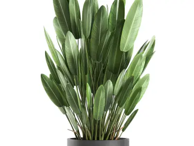 Strelitzia in a pot for the interior 739 3D model