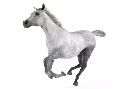White And Grey Horse 3D model