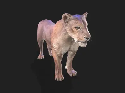 Lioness animations Low-poly 3D model