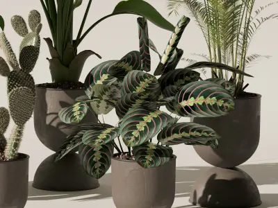 Plants collection 143 3D model