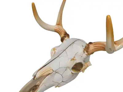 Realistic Aged Deer Skull with Antlers Low-poly 3D model