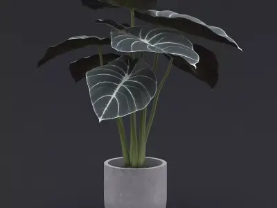 Alocasia Black Velvet I 3D model