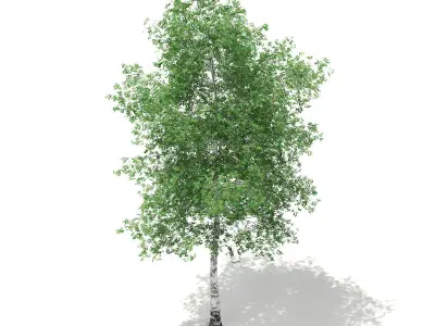 Silver Birch Betula pendula 14m 2 3D model