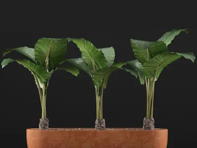 Plants Collection 70 3D model