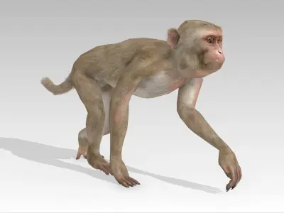 Macaque Low-poly 3D model