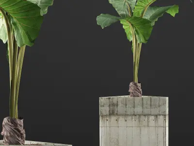 Plants Collection 83 3D model