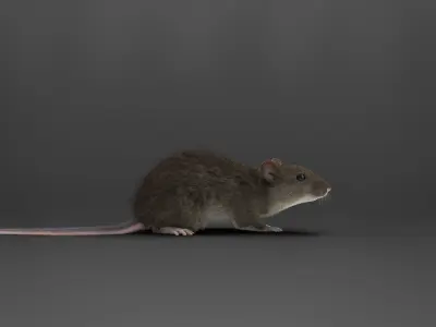Rat Mouse Rigged  VFX Grace 3D model