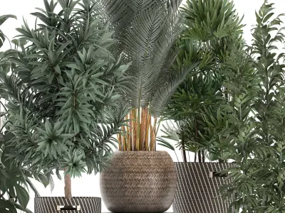 Plants in baskets for the interior 632 3D model