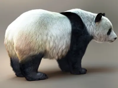 Giant Panda RIG XGEN CORE 3D model