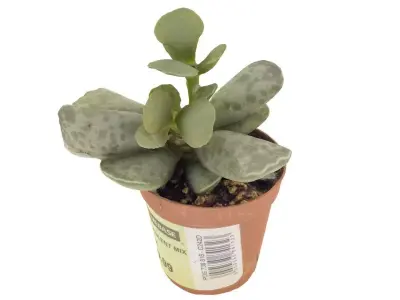 Succulent 01 Free 3D model