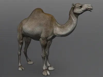  Dromedary Camels  - TPose 3D model