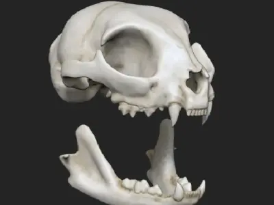 House Cat 3D Scan Custom Texture Separate Jaw 3D model