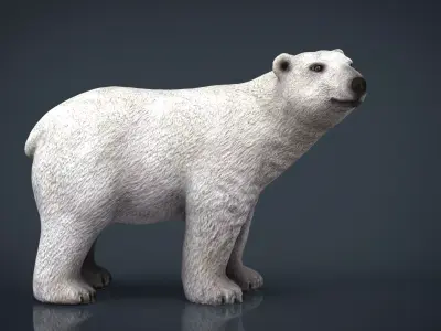 Polar Bear 3D model