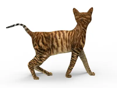 3D Cat Rigged model game ready  Low-poly 3D model
