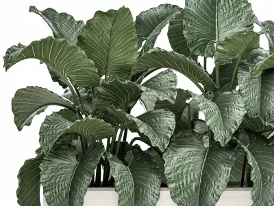 Alocasia in a white flowerpot for decor and interior design 509 3D model