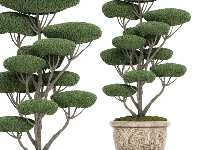 Topiar tree in classic flowerpots for parks and garden 500 3D model