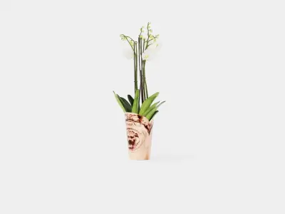 Phalaenopsis hybrid Duetto 4 branch Low-poly 3D model