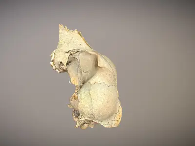 photorealistic high poly animal skull 3D model