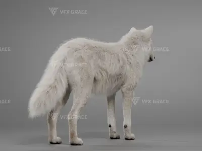 Arctic Wolf Animation - Blender 3D Model 3D model