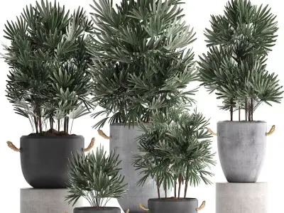 Collection of exotic palm trees in concrete pots 414 3D model
