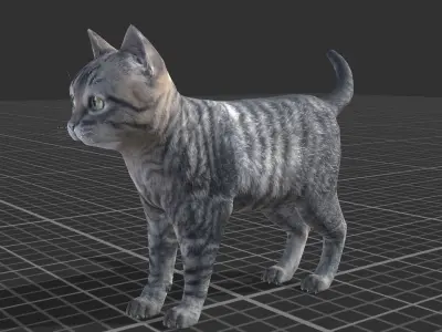Kitten full Low-poly 3D model