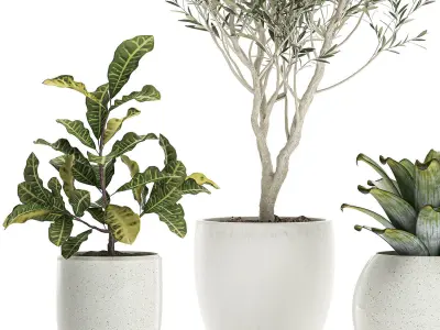 Plants in a white pot for the interior 673 3D model