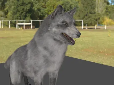 WOLF GREY 3D MODEL REALISTIC  RIGGED AND TEXTURE 3D model