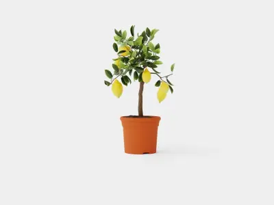 Citrus  Lemon stem Low-poly 3D model