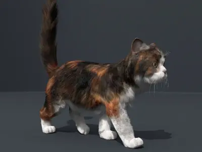 Persian Cat Fur and Animated 3D model