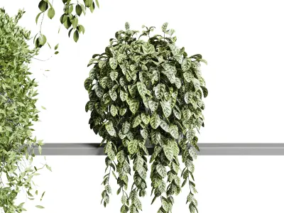 wall plant hanging plants collection Indoor plant 3D model