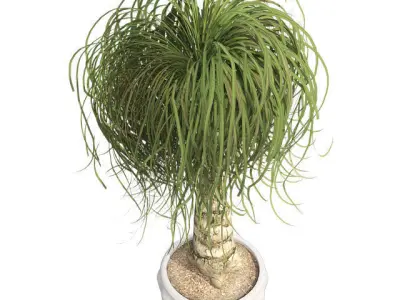 Ponytail Palm in Pot Low-poly 3D model