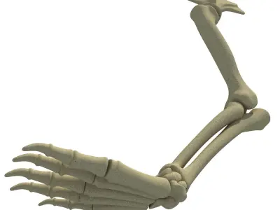 Mammal Scapula Skeleton  3D model