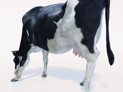 Cow Hair and Fur Low-poly 3D model