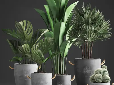 Collection Exotic plants 378 3D model