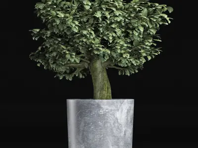 Plants Collection 146 Sageretia Theezans 3D model