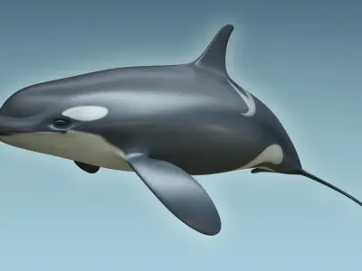 Whale Killer 3D model