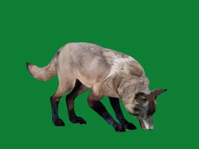 Alexander Archipelago Wolf Low-poly 3D model