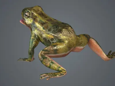 frog animal wildlife amphibian green reptile biology  3D model