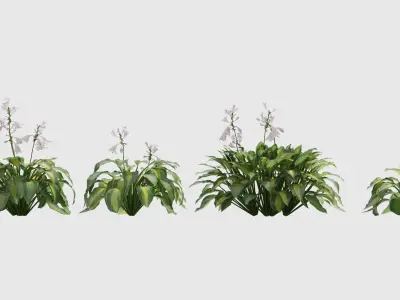 Hosta three plants in row 3D model