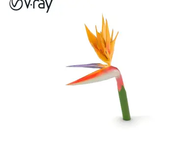 Strelitzia Flower Elegance model pack Low-poly 3D model