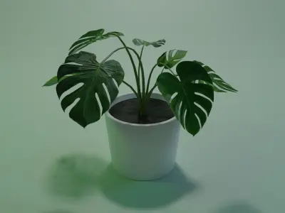 Monstera indoor plant PBR Ready for Unreal Engine 5 Low-poly 3D model