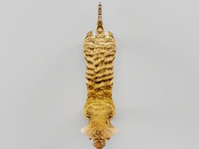 Baby Tiger Cub Animal Low-poly 3D model