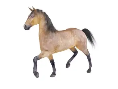 Horse Collection 01 3D model