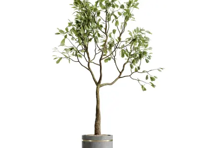 AV HousePlants Japandi Minimalism Ficus Dracaena Marginata28 3D model