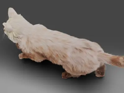Fur Cat White Rigged in Blender Low-poly 3D model