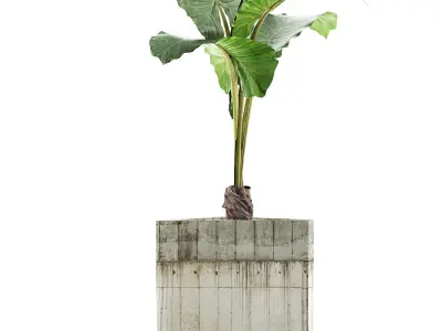Plants Collection 83 3D model